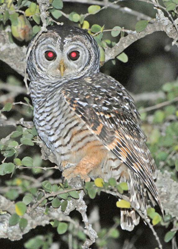 Chaco Owl - ML205710561