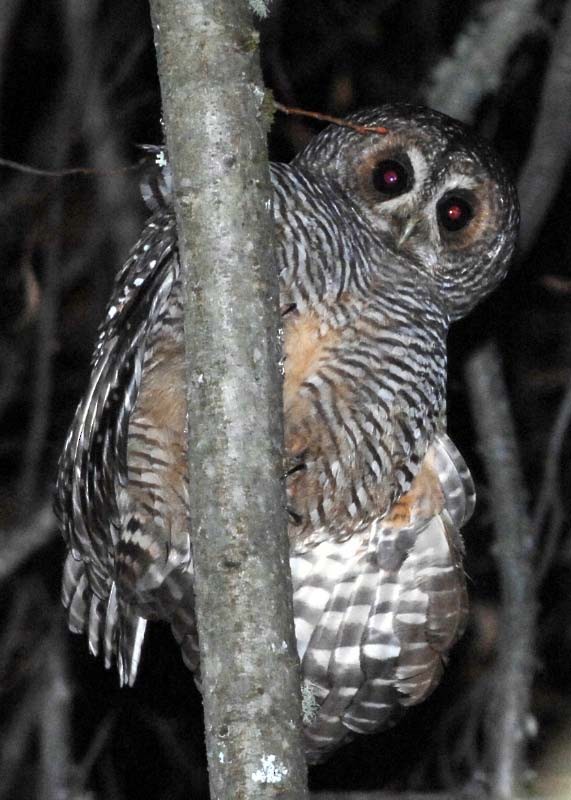 Rufous-legged Owl - ML205710571