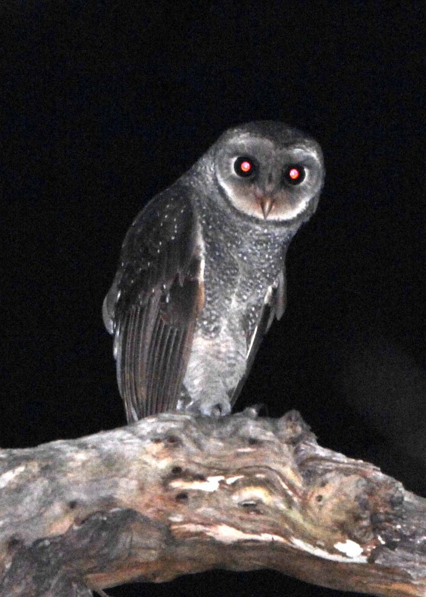 Sooty Owl (Greater) - ML205710731