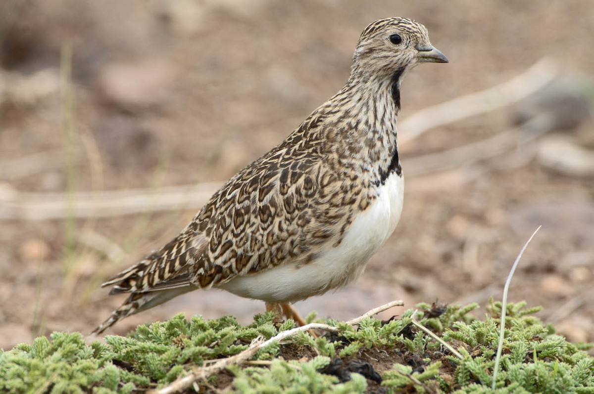 Thinocorus rumicivorus