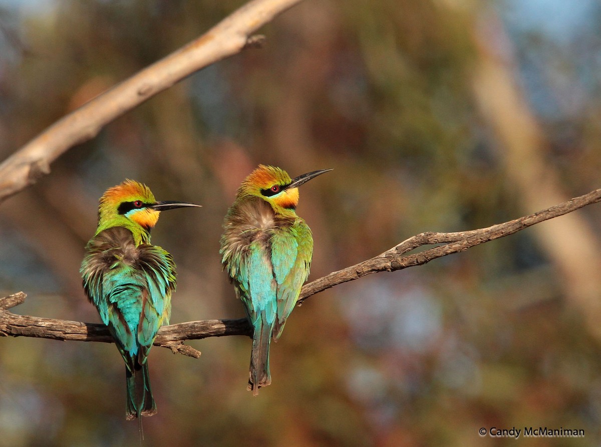 Rainbow Bee-eater - Candy  McManiman