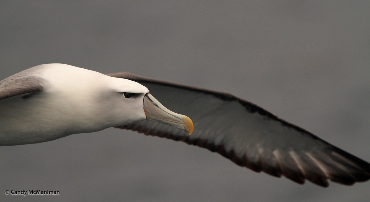 White-capped Albatross (steadi) - Candy  McManiman