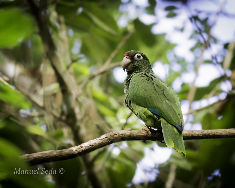 Puerto Rican Parrot - Manuel Seda
