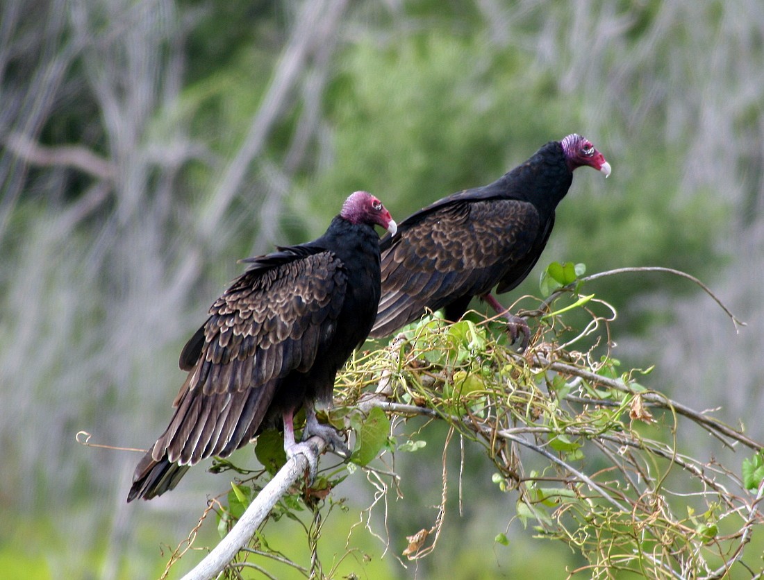 Turkey Vulture - Patrick Ellsworth