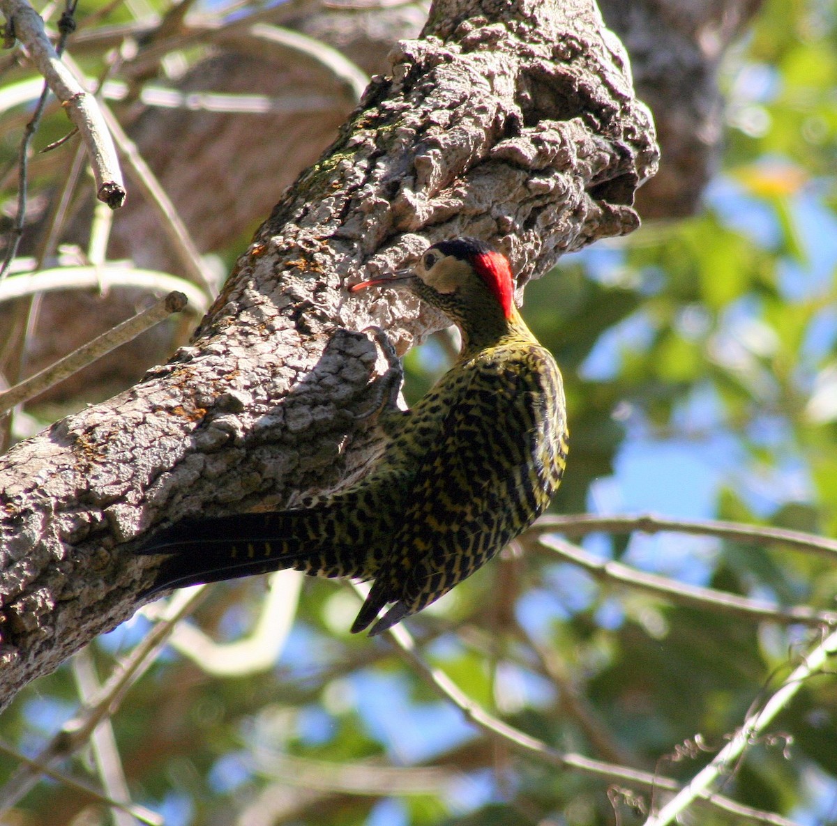 Green-barred Woodpecker (Green-barred) - ML205712011