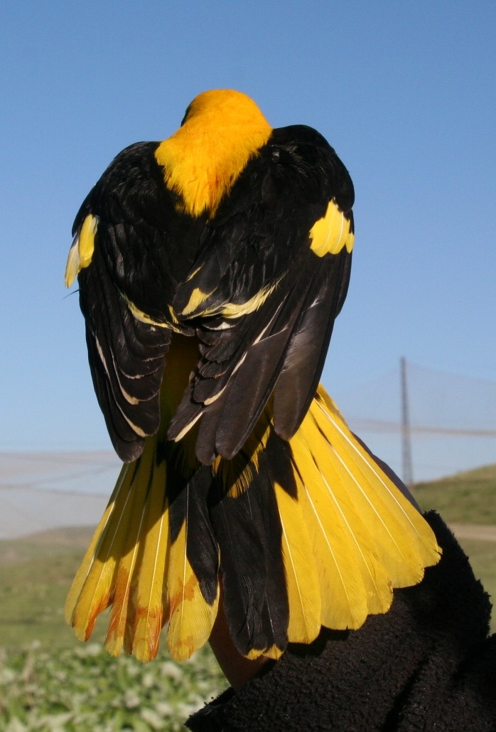 Indian Golden Oriole - ML205712221