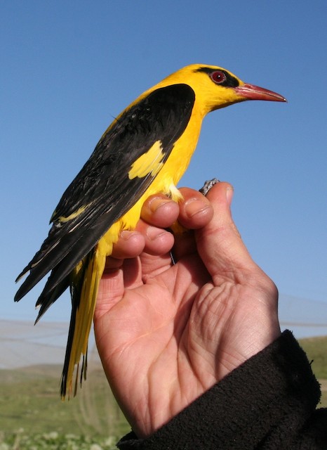 Indian Golden Oriole, Was lucky to get clear shots of a mal…