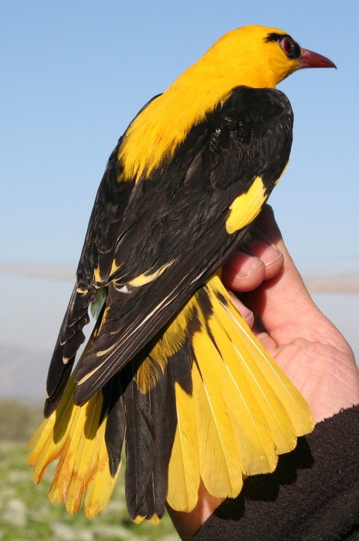 Indian Golden Oriole - ML205712241