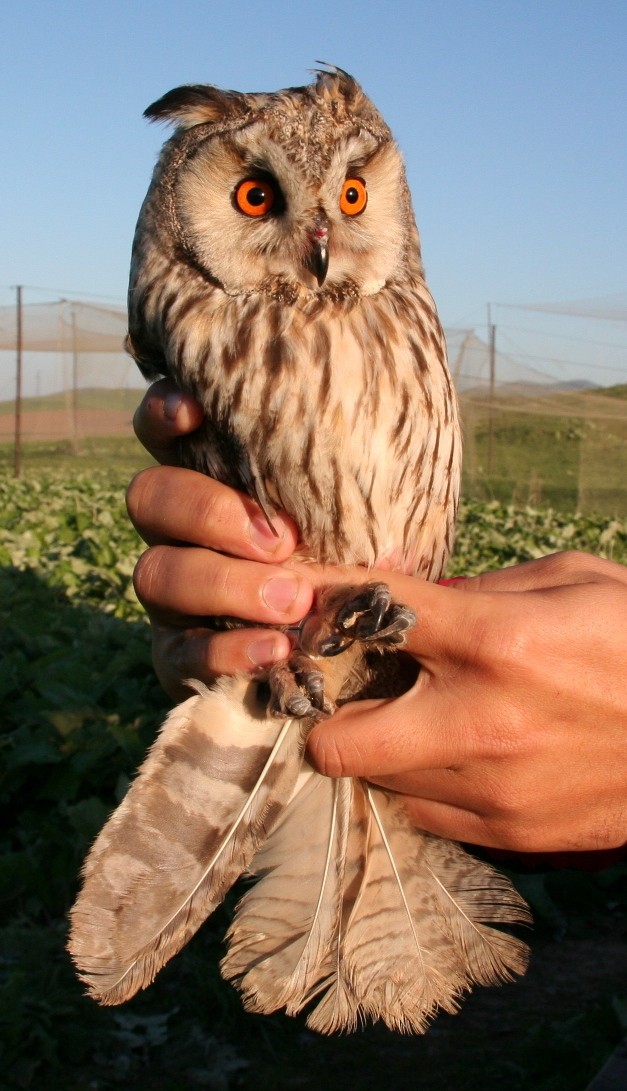 Long-eared Owl (Eurasian) - Arnau Bonan
