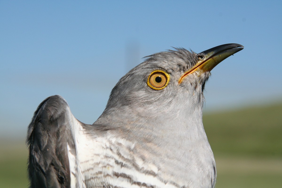 Common Cuckoo - Arnau Bonan