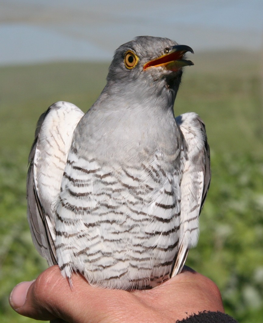 Common Cuckoo - ML205712291