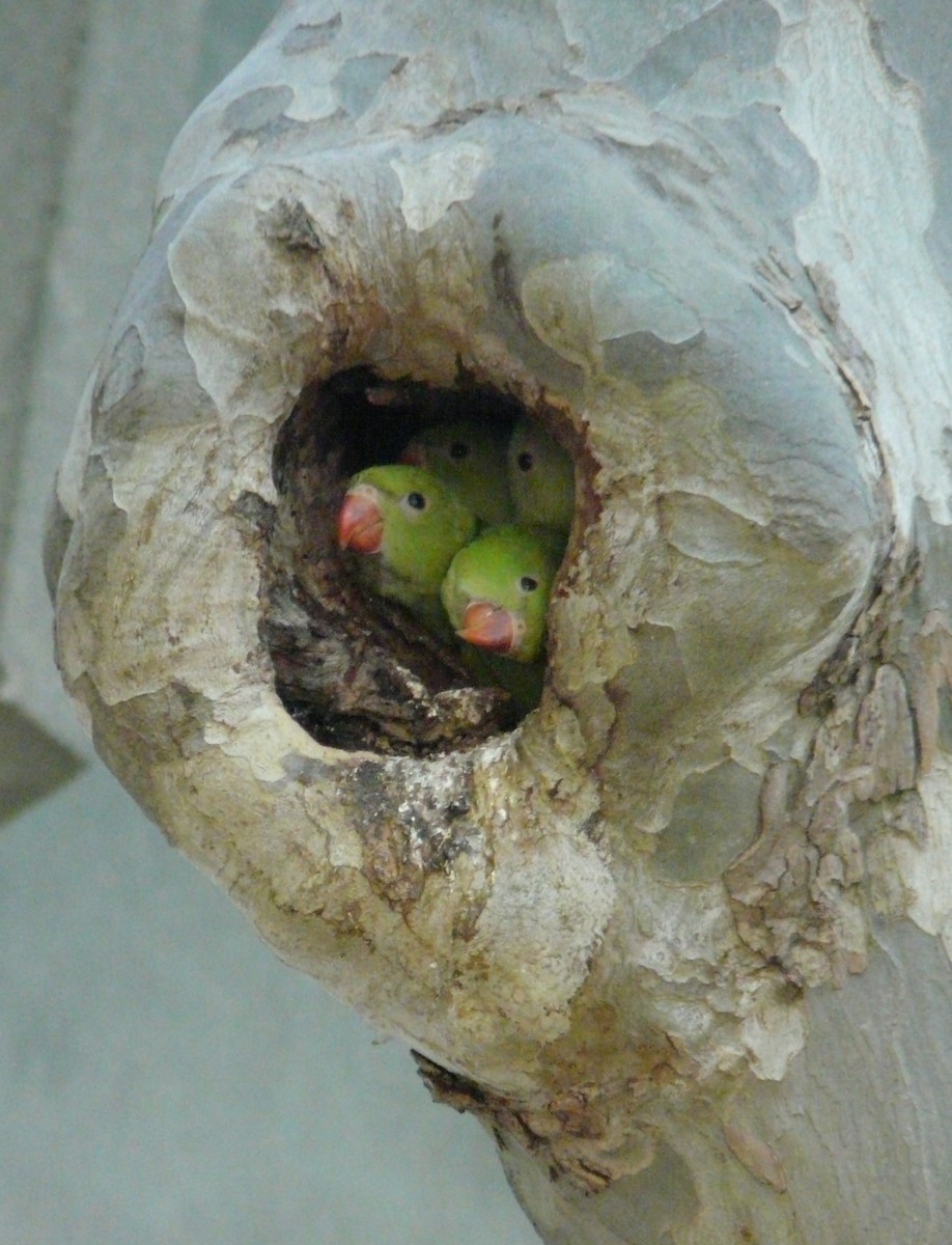 Rose-ringed Parakeet - Arnau Bonan