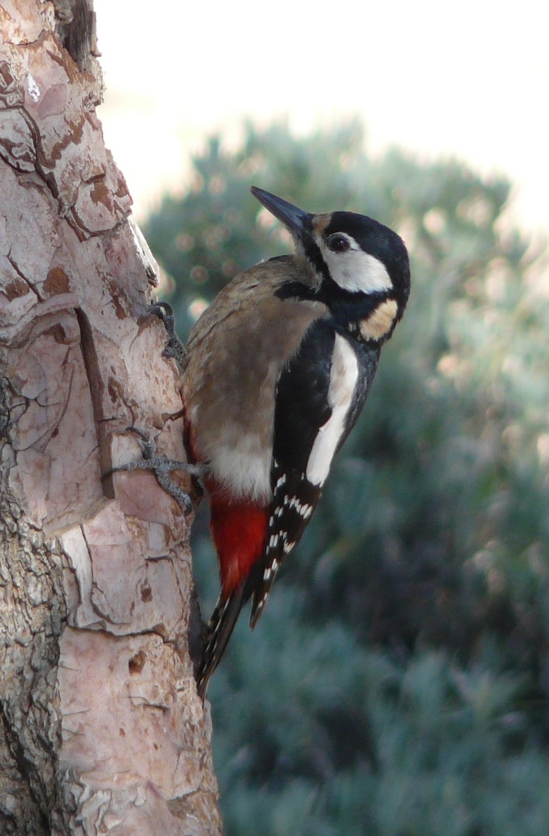 Great Spotted Woodpecker (Canarian) - Arnau Bonan