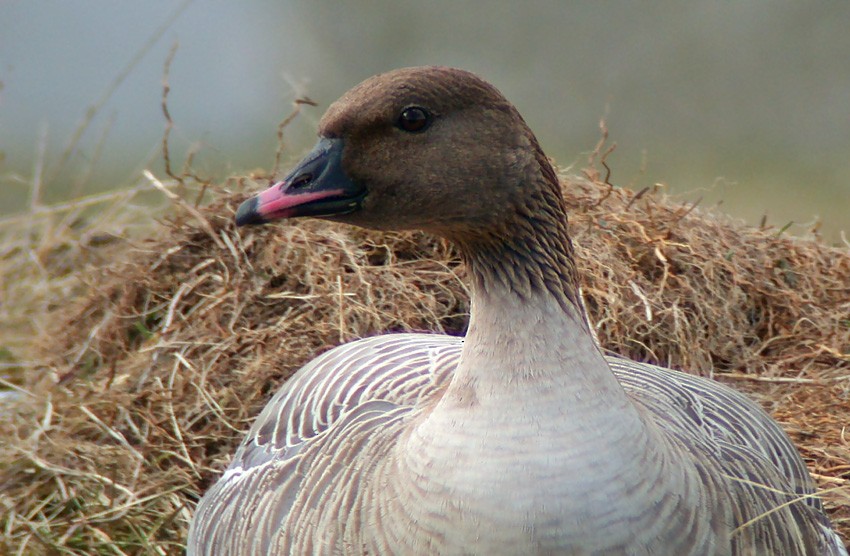 Pink-footed Goose - ML205712881