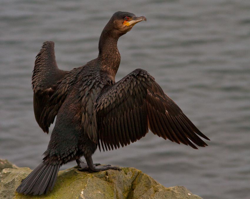 Great Cormorant (North Atlantic) - Morten Venas