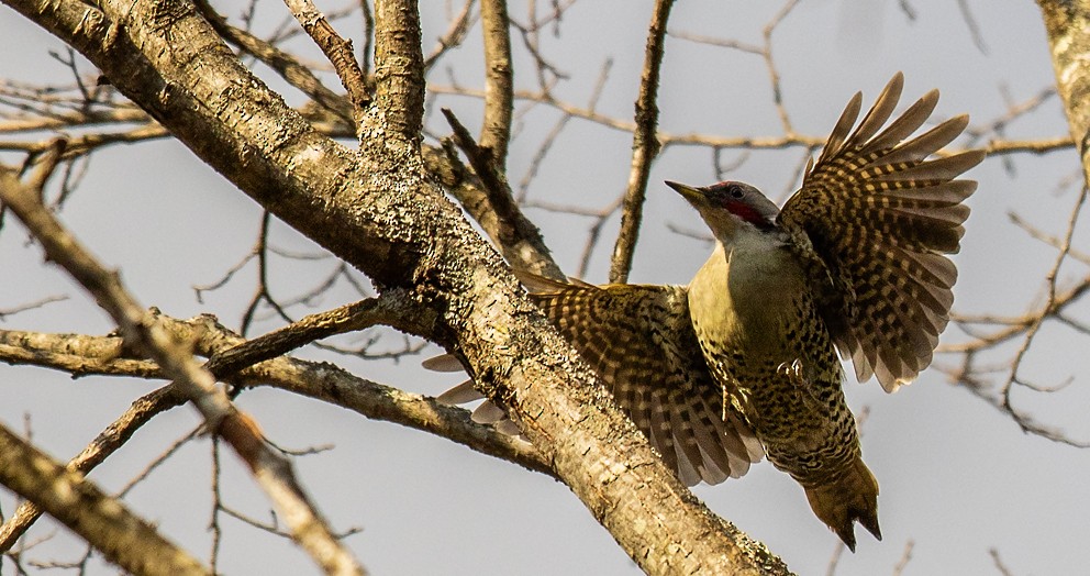 Japanese Woodpecker - Morten Venas