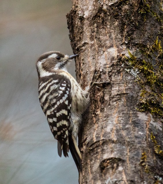 Japanese Pygmy Woodpecker - ML205713301