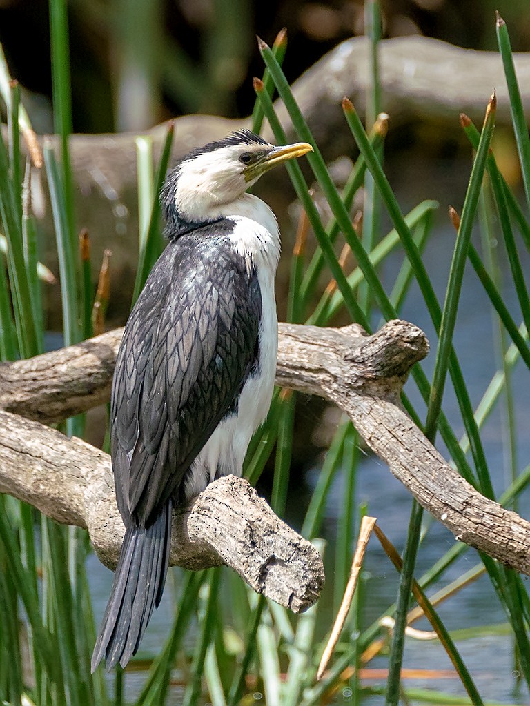 Little Pied Cormorant - David and Kathy Cook