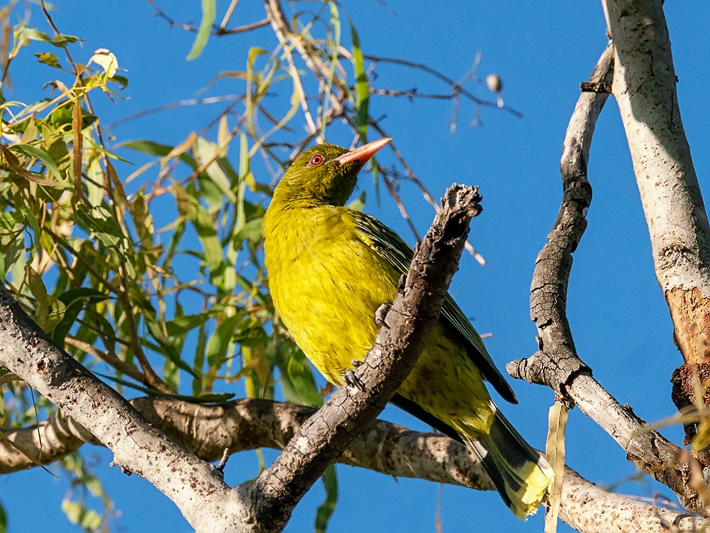 Green Oriole - David and Kathy Cook