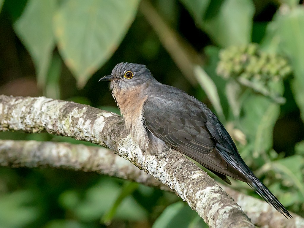 Fan-tailed Cuckoo - ML205713561