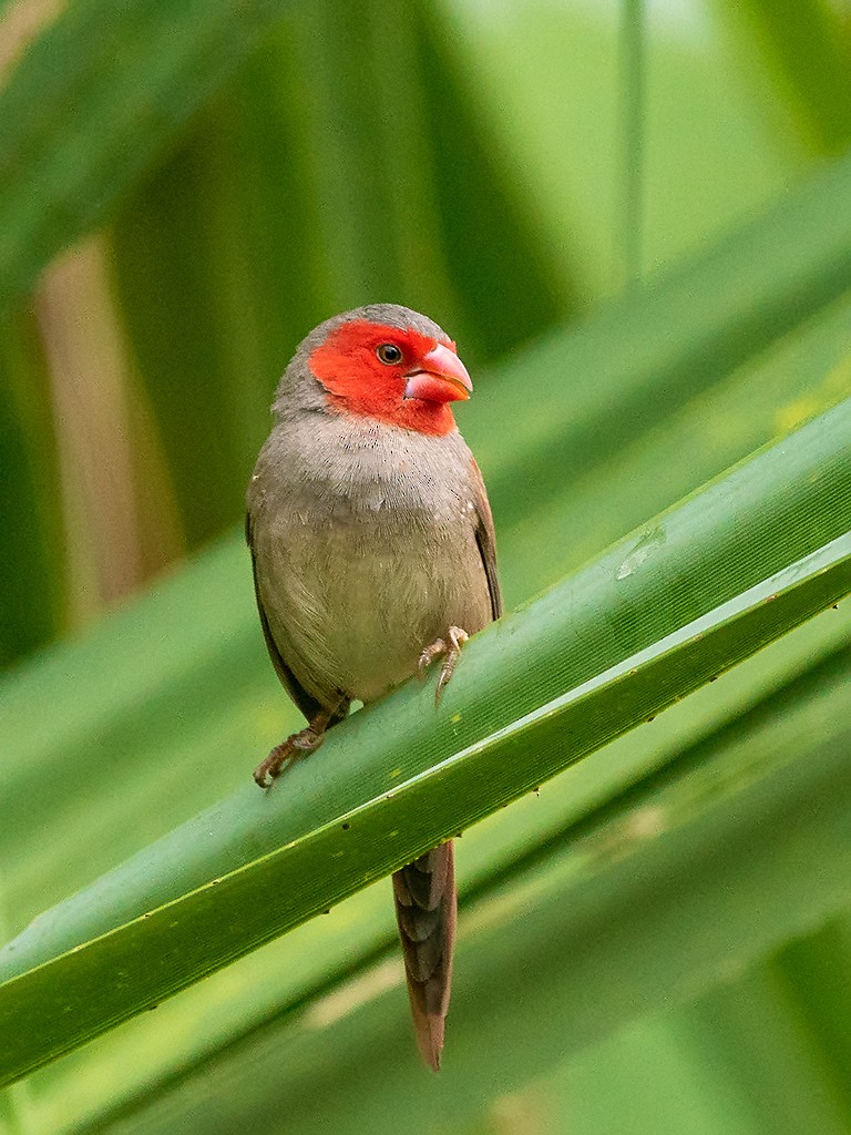 Crimson Finch (Black-bellied) - David and Kathy Cook
