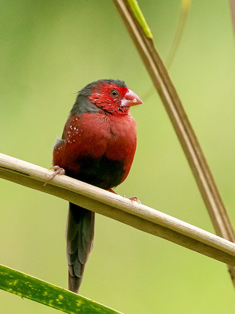 Crimson Finch (Black-bellied) - David and Kathy Cook