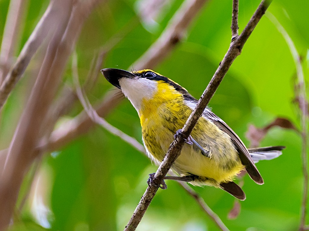 Yellow-breasted Boatbill - ML205713721