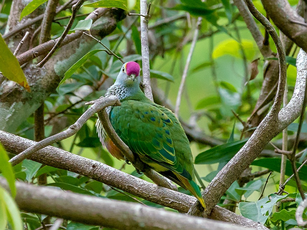 Rose-crowned Fruit-Dove - David and Kathy Cook