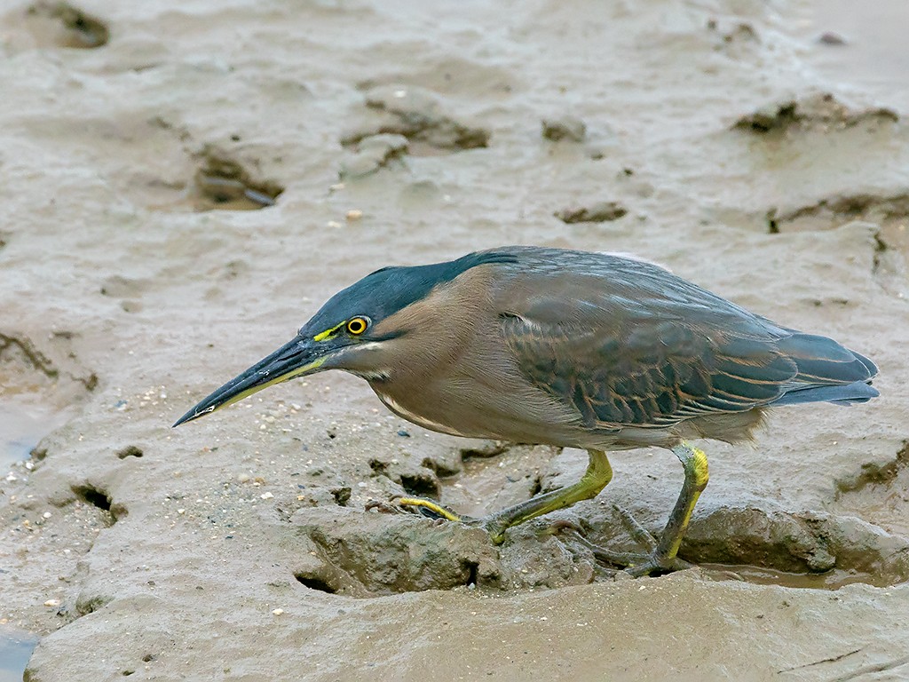 Striated Heron (Old World) - David and Kathy Cook
