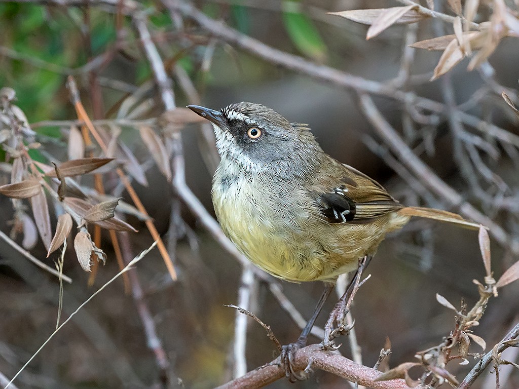 White-browed Scrubwren (White-browed) - David and Kathy Cook