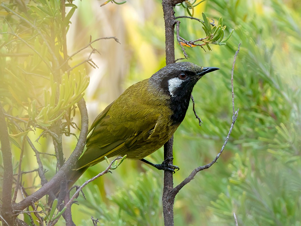 White-eared Honeyeater - David and Kathy Cook