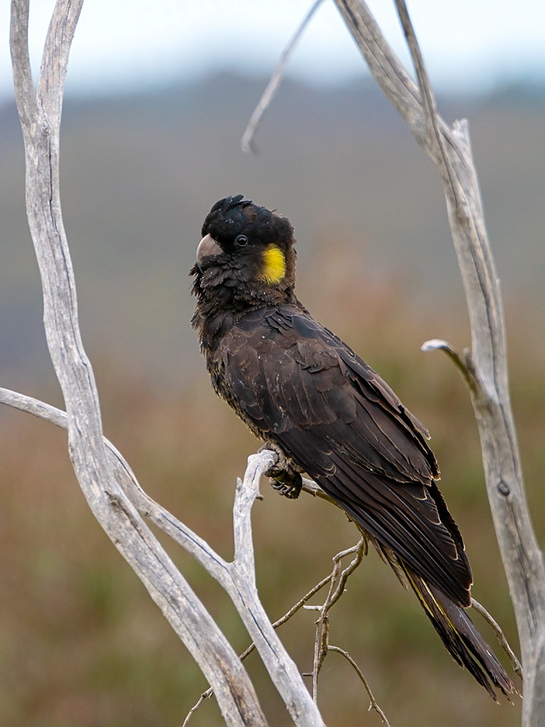 Yellow-tailed Black-Cockatoo - David and Kathy Cook