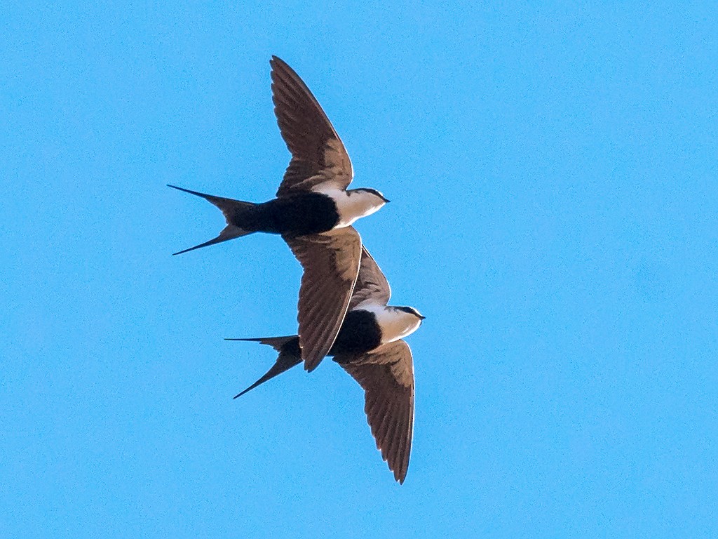White-backed Swallow - David and Kathy Cook