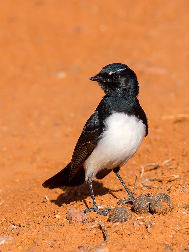 Willie-wagtail - David and Kathy Cook