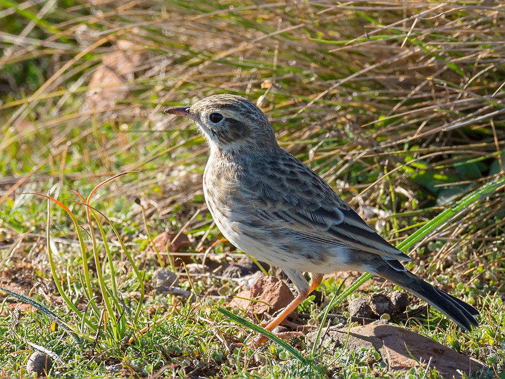 Australian Pipit - David and Kathy Cook