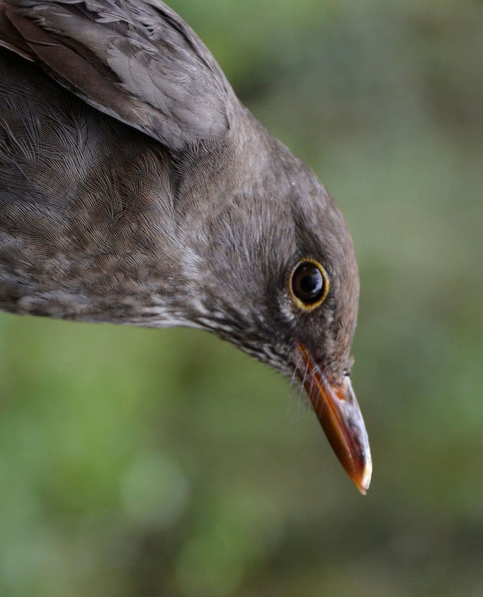 Eurasian Blackbird - Arnau Bonan