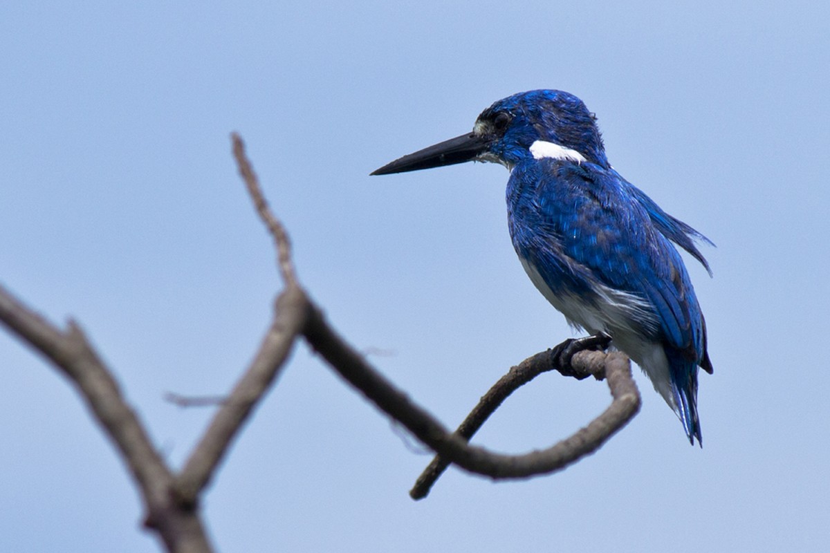 Small Blue Kingfisher - Rusman Budi  Prasetyo