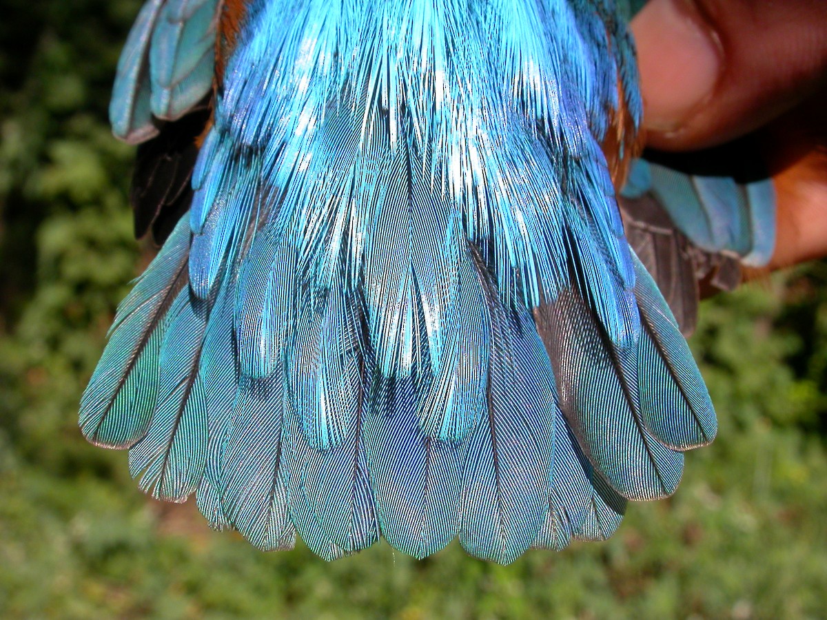 Common Kingfisher - Arnau Bonan