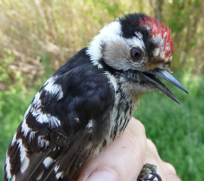 Lesser Spotted Woodpecker - Arnau Bonan