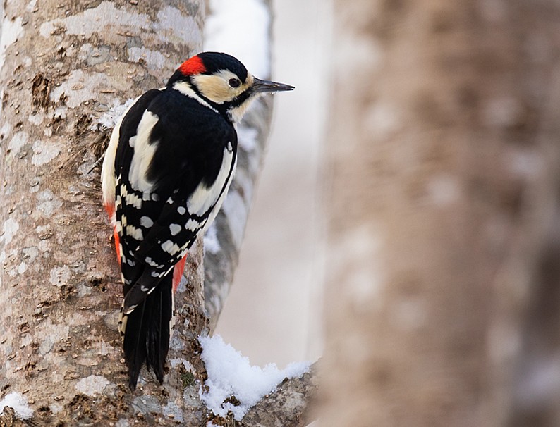 Great Spotted Woodpecker (Great Spotted) - ML205715631