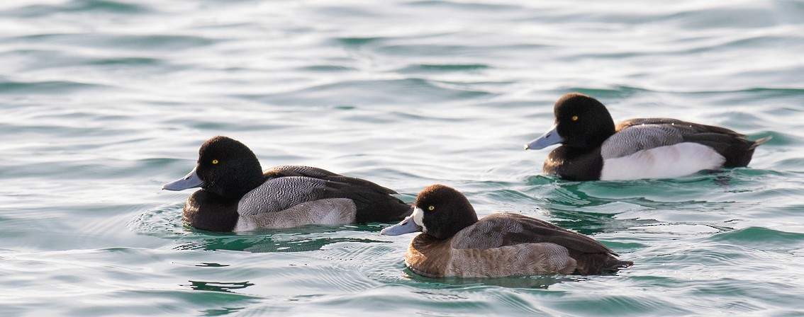 Greater Scaup - ML205715781