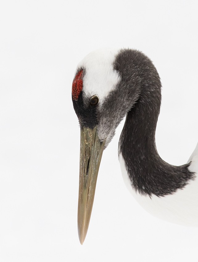 Red-crowned Crane - ML205715811