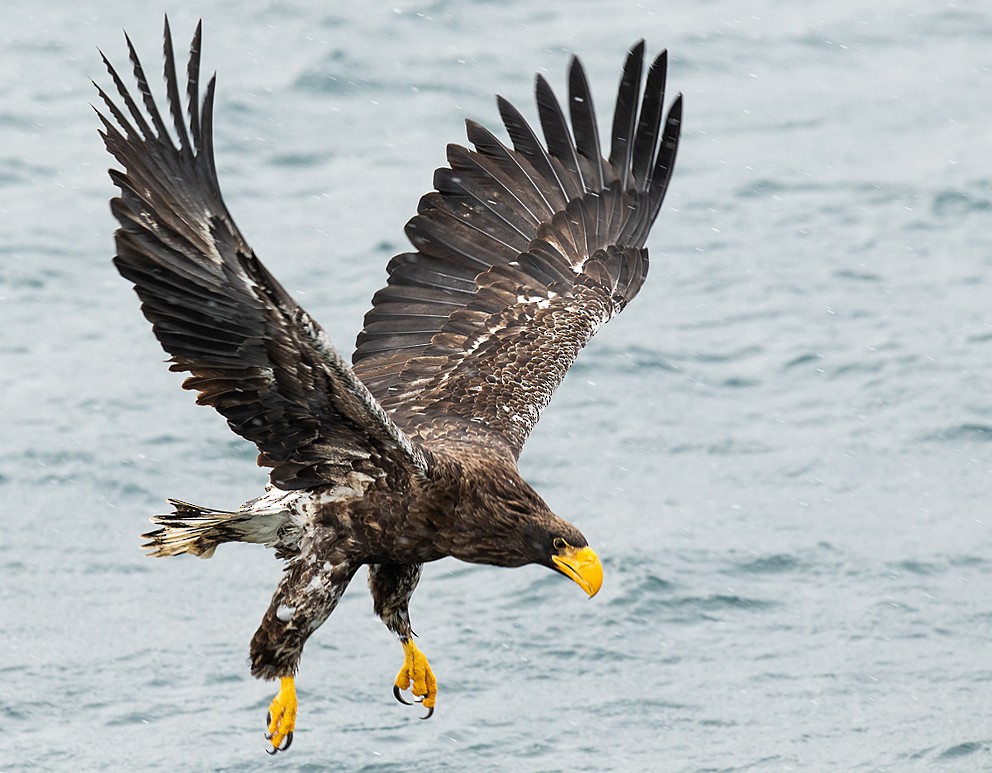 Steller's Sea-Eagle - Morten Venas