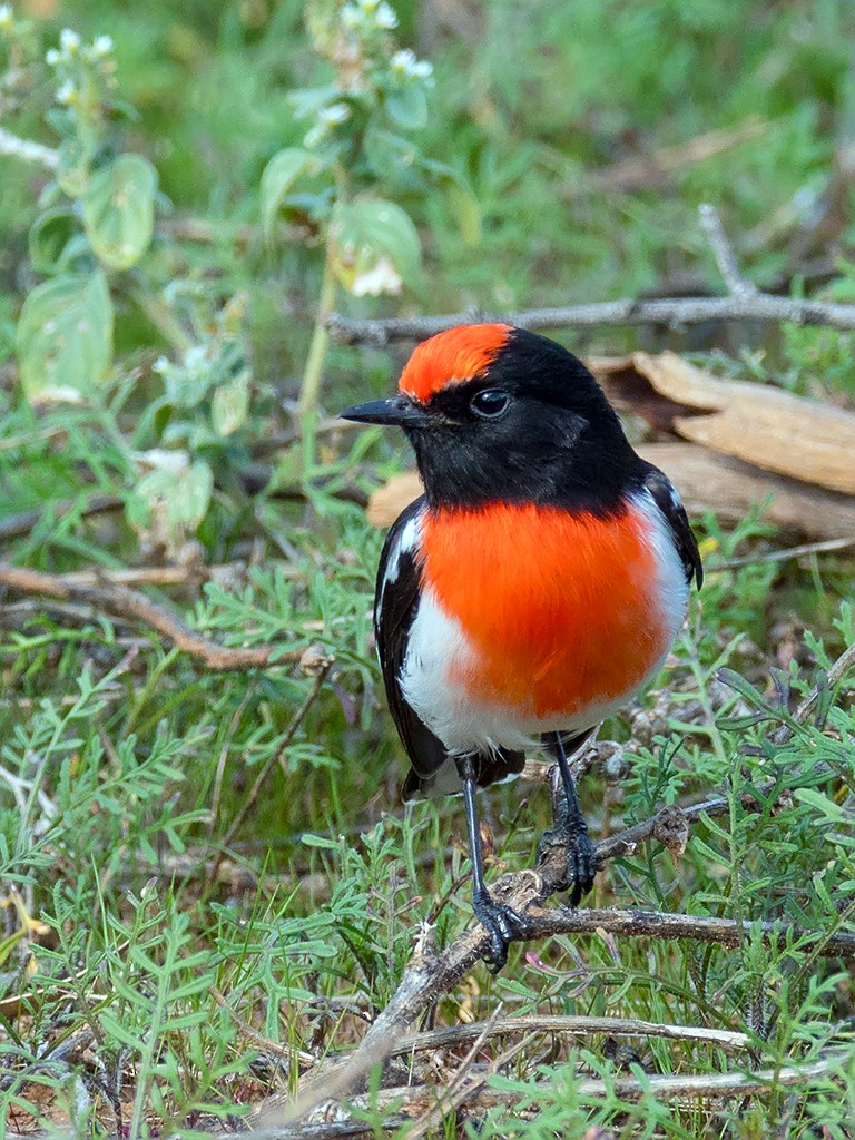 Red-capped Robin - David and Kathy Cook