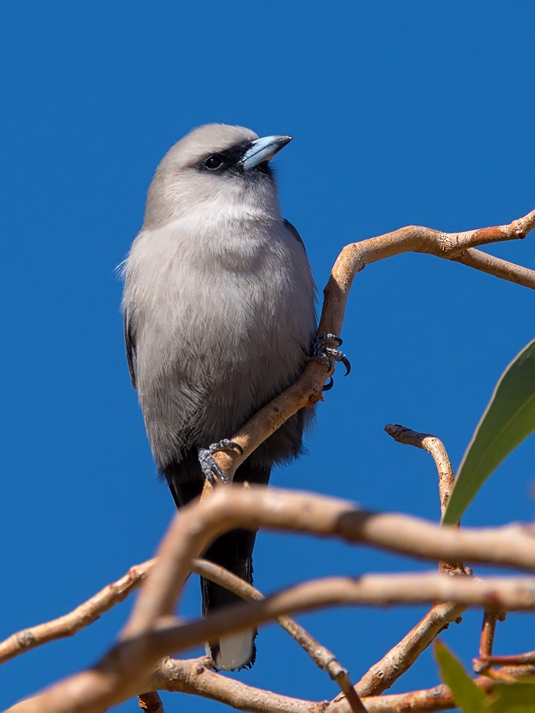 Black-faced Woodswallow (Black-vented) - ML205716211