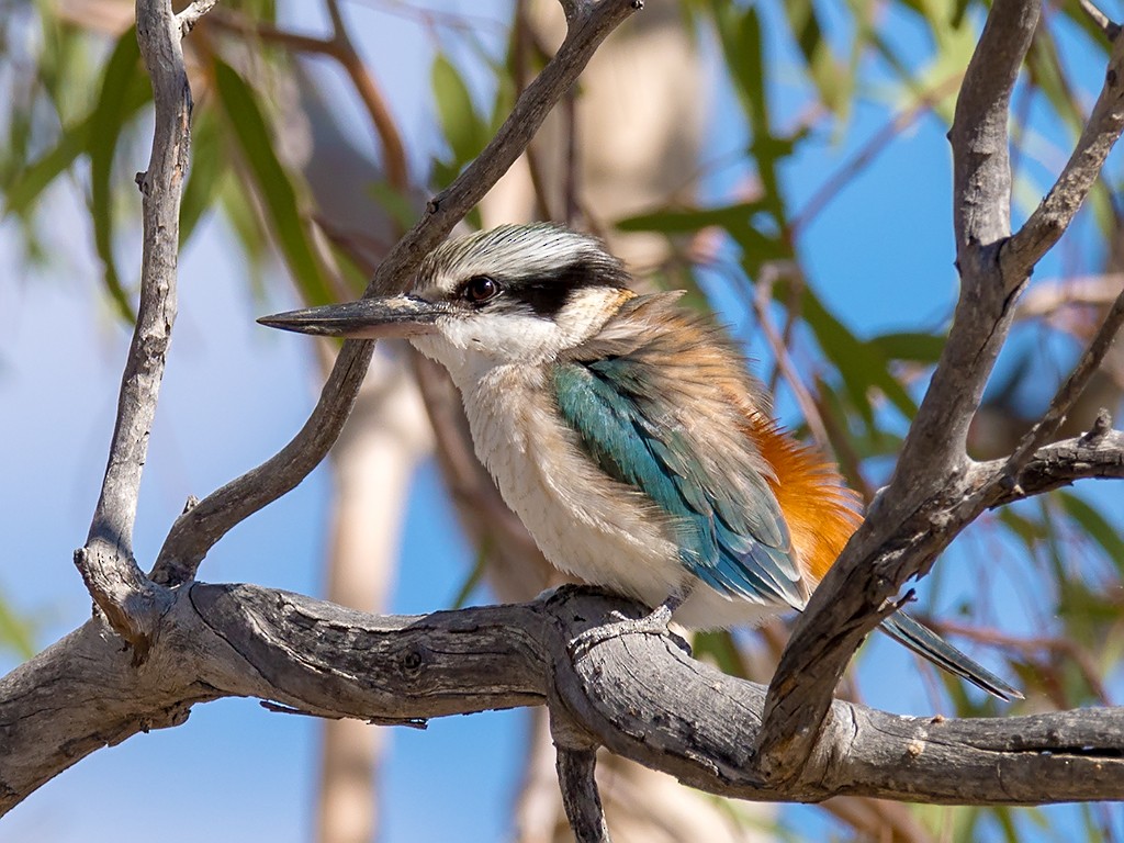 Red-backed Kingfisher - ML205716251