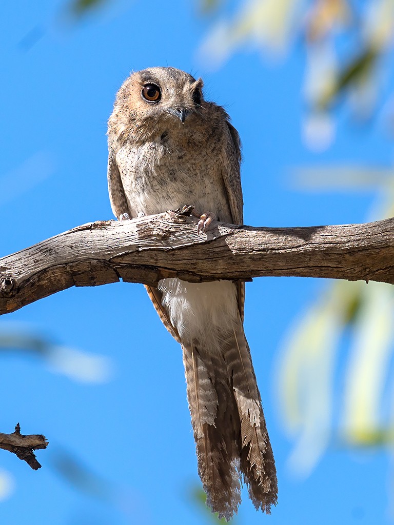Australian Owlet-nightjar - David and Kathy Cook