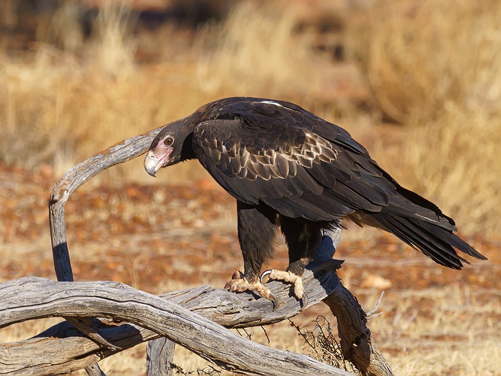 Wedge-tailed Eagle - David and Kathy Cook