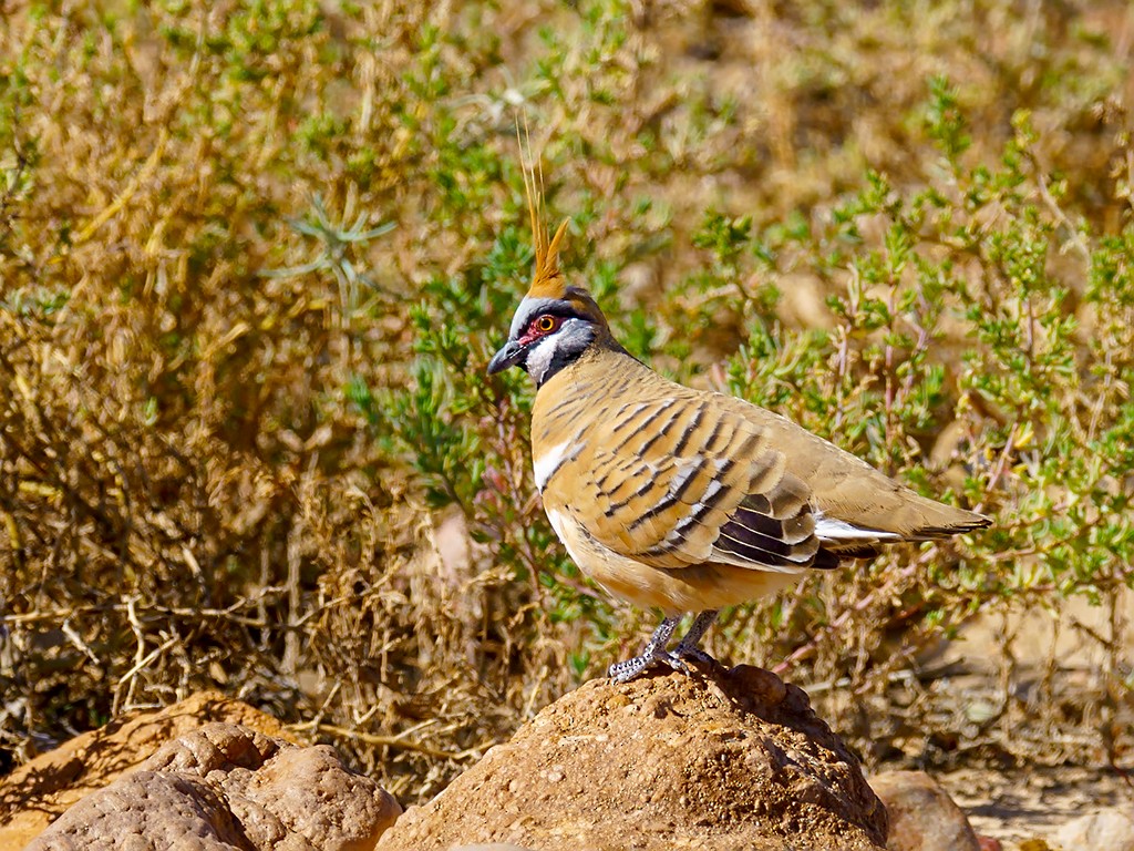 Spinifex Pigeon (White-bellied) - David and Kathy Cook