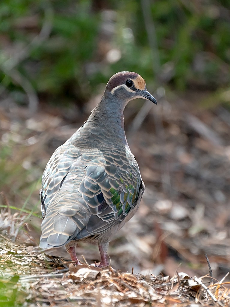 Common Bronzewing - David and Kathy Cook